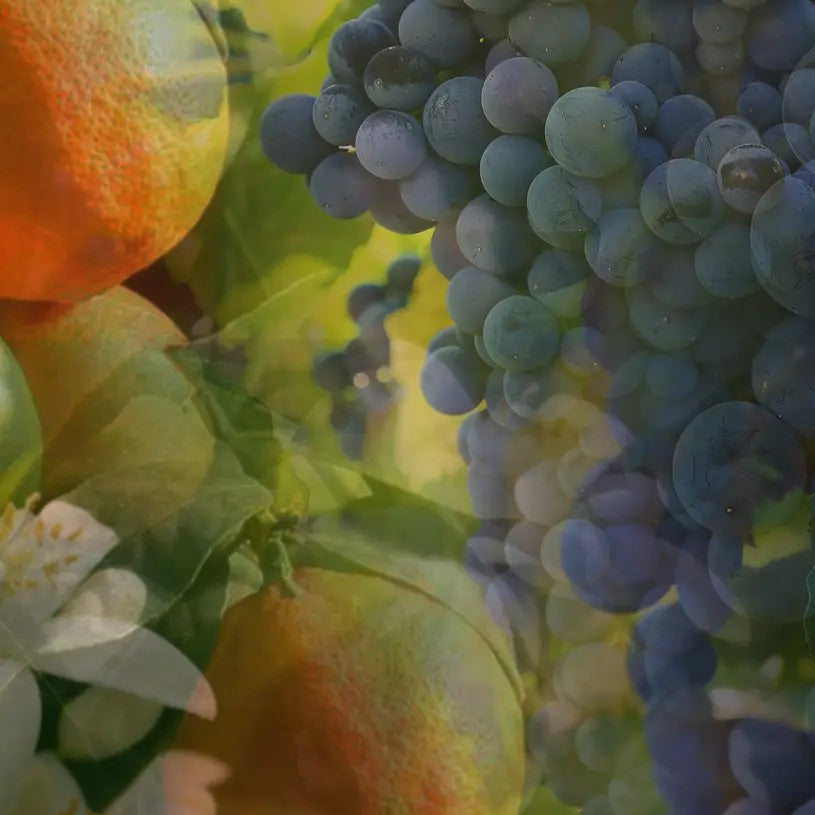 Vranjes profumatore d'ambiente "Tradizionali"  Diffusore.ARANCIO UVA ROSSA
