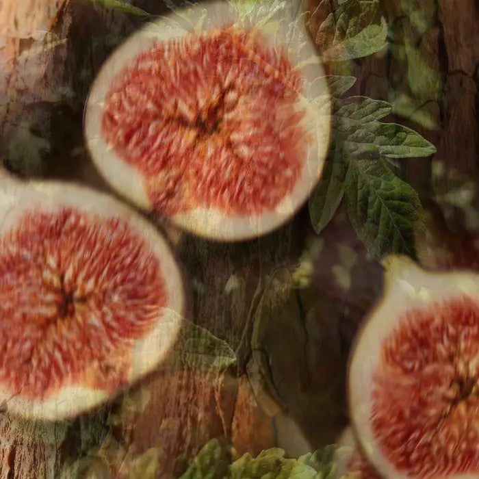 Vranjes profumatore d'ambiente "Florentia"  Diffusore.FICO AROMATICO