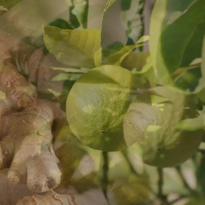 Vranjes profumatore d'ambiente spray "Tradizionali"  Spray.GINGER LIME